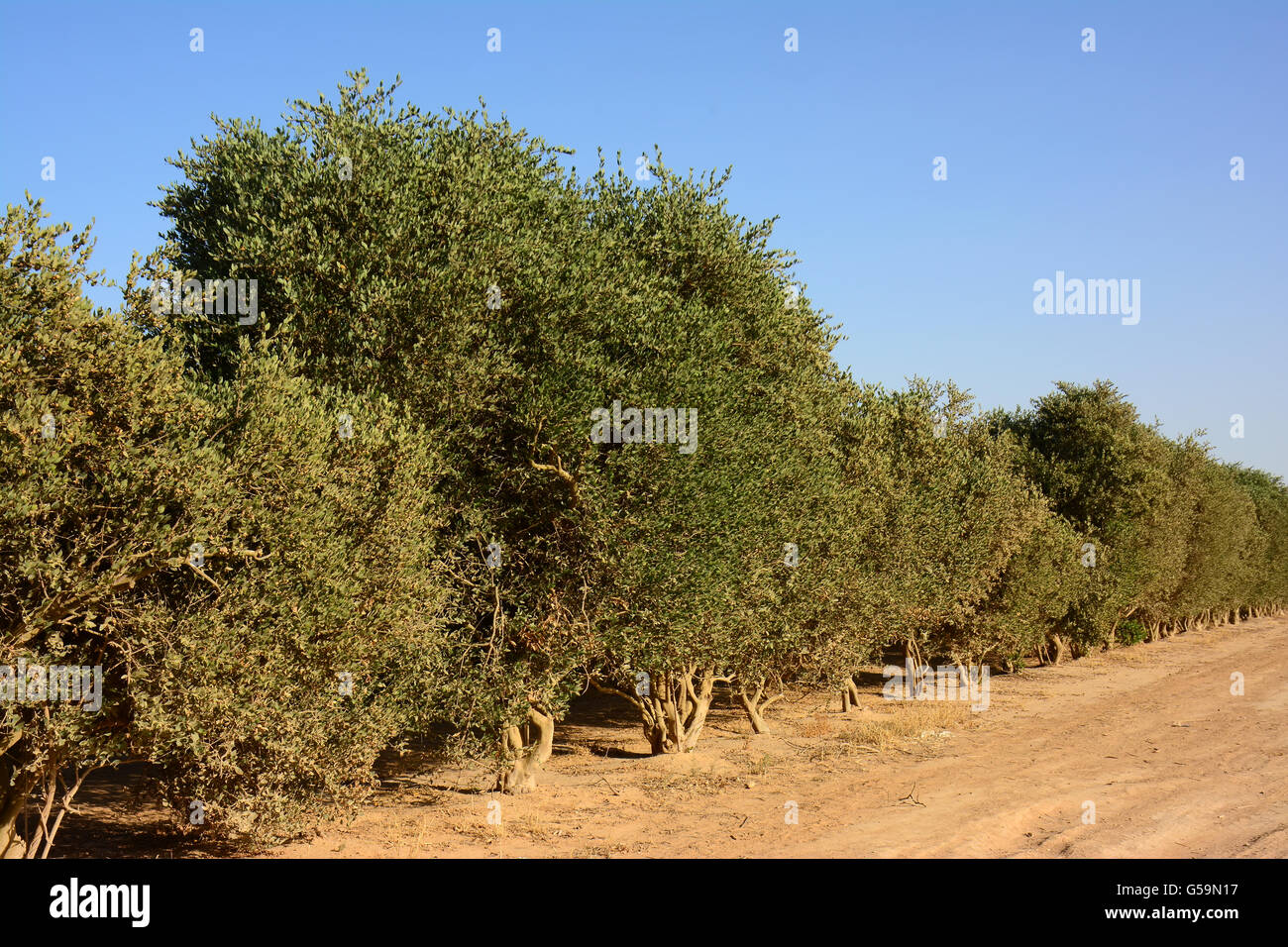 Jojoba alberi in una piantagione Foto Stock