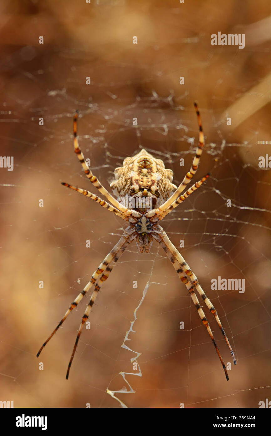 Spider appeso sulla spider web Foto Stock
