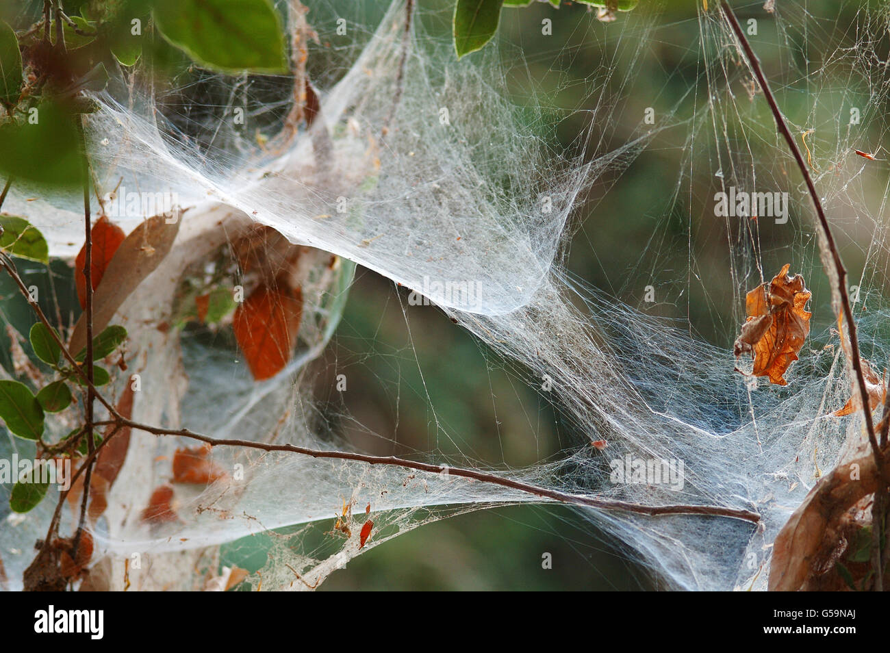 Vecchio spider web su impianto a secco Foto Stock