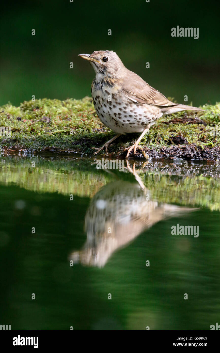 Tordo bottaccio, Turdus philomelos, singolo uccello da acqua, Ungheria, Maggio 2016 Foto Stock