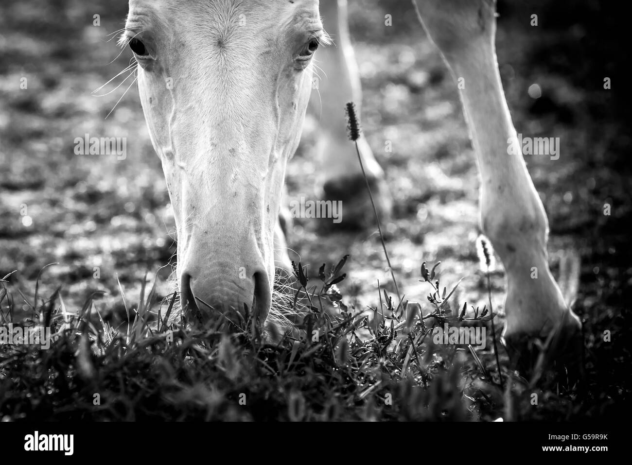 Quarter Horse puledro mangiare erba di pascolo Foto Stock