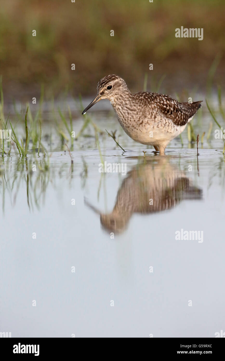 Wood sandpiper, Tringa glareola, singolo uccello in acqua, Ungheria, Maggio 2016 Foto Stock