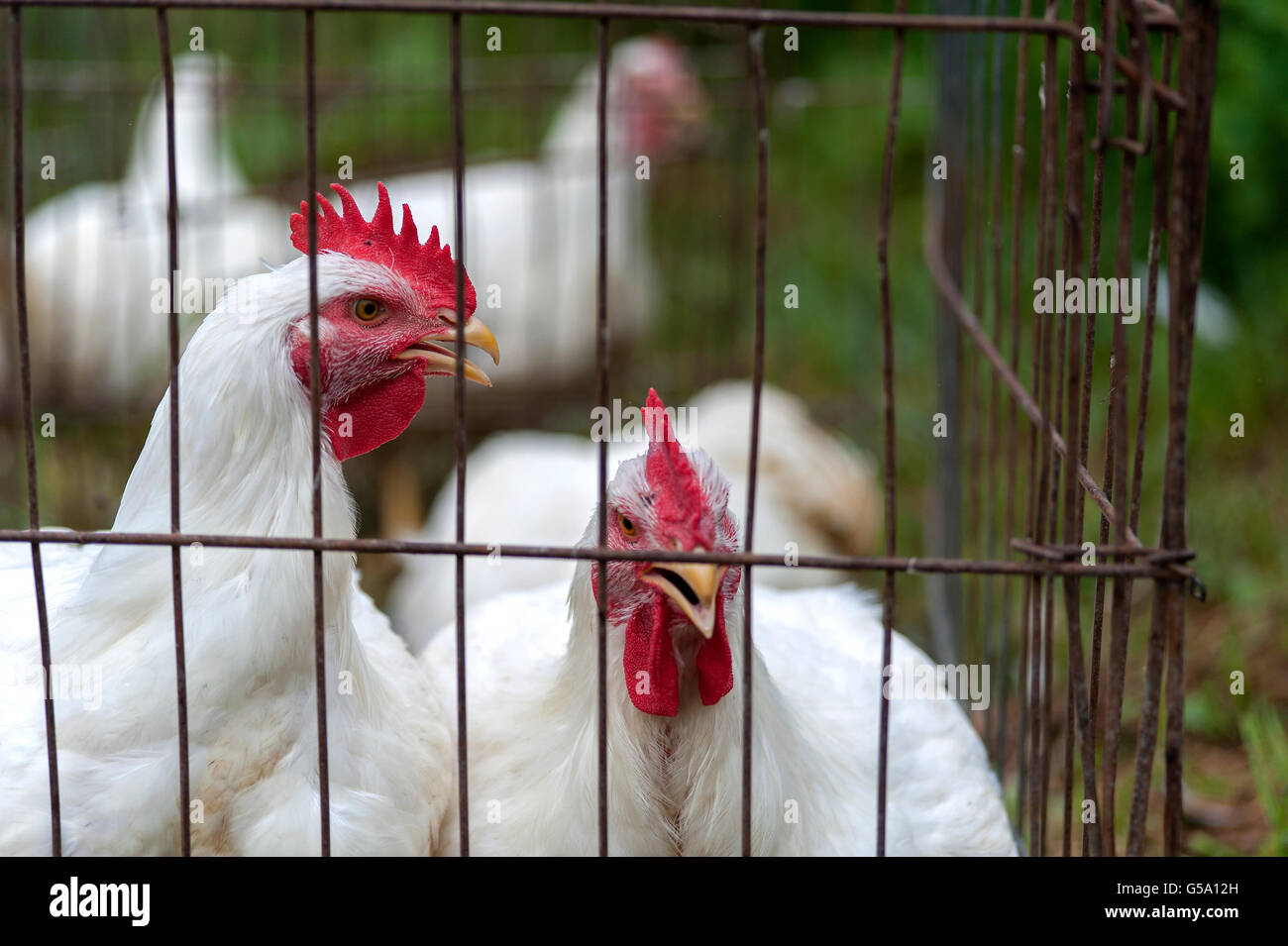 White galline in gabbia di fili Foto Stock