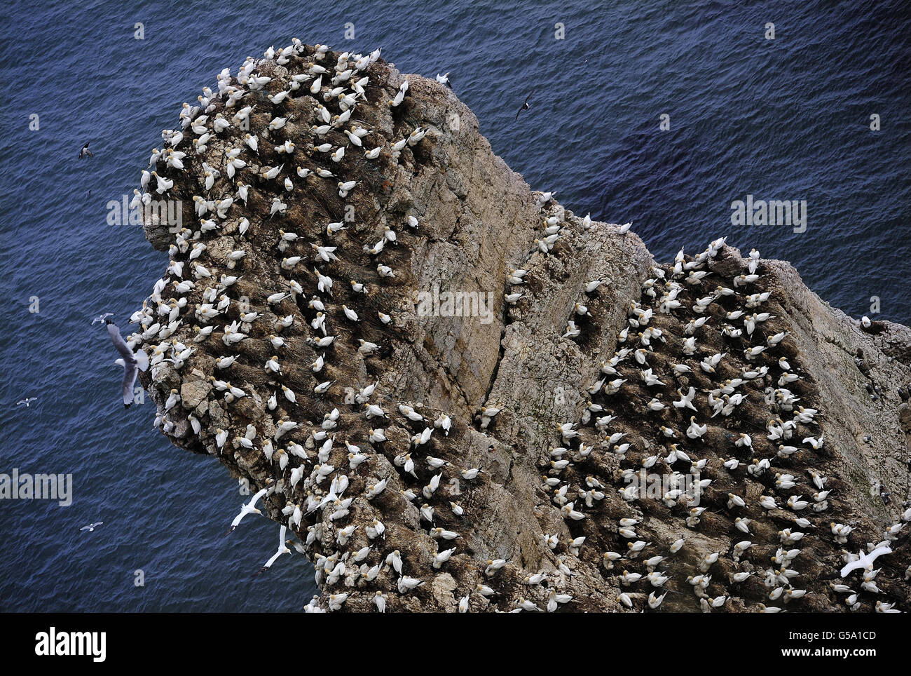 FOTO: Circa 250,000 uccelli marini, tra cui Gannets, affollano le scogliere della riserva naturale RSPB a Bempton Cliffs vicino a Bridlington, dove kittiwakes, Razorbills e Guillemots nidificano lungo le scogliere in giugno e luglio prima di partire in agosto per i loro terreni invernali. Foto Stock