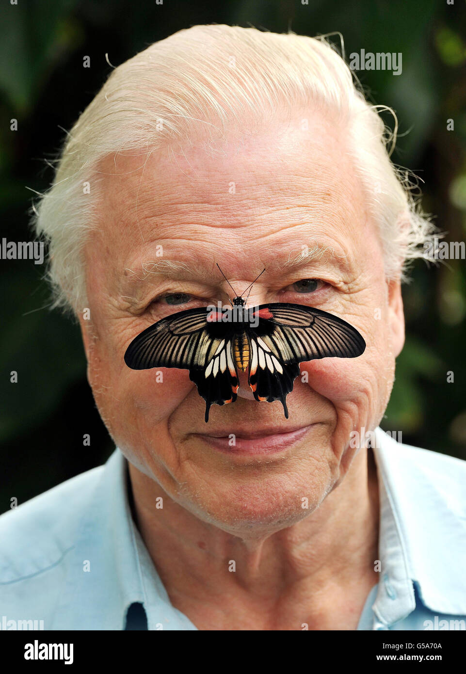Il presidente della conservazione delle farfalle Sir David Attendborough con una grande farfalla mormone del sud-est asiatico sul naso, mentre ha lanciato il conte delle grandi farfalle allo zoo di Londra a Regent's Park, Londra. Foto Stock