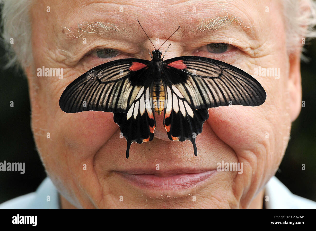 Il presidente della conservazione delle farfalle Sir David Attendborough con una grande farfalla mormone del sud-est asiatico sul naso, mentre ha lanciato il conte delle grandi farfalle allo zoo di Londra a Regent's Park, Londra. Foto Stock