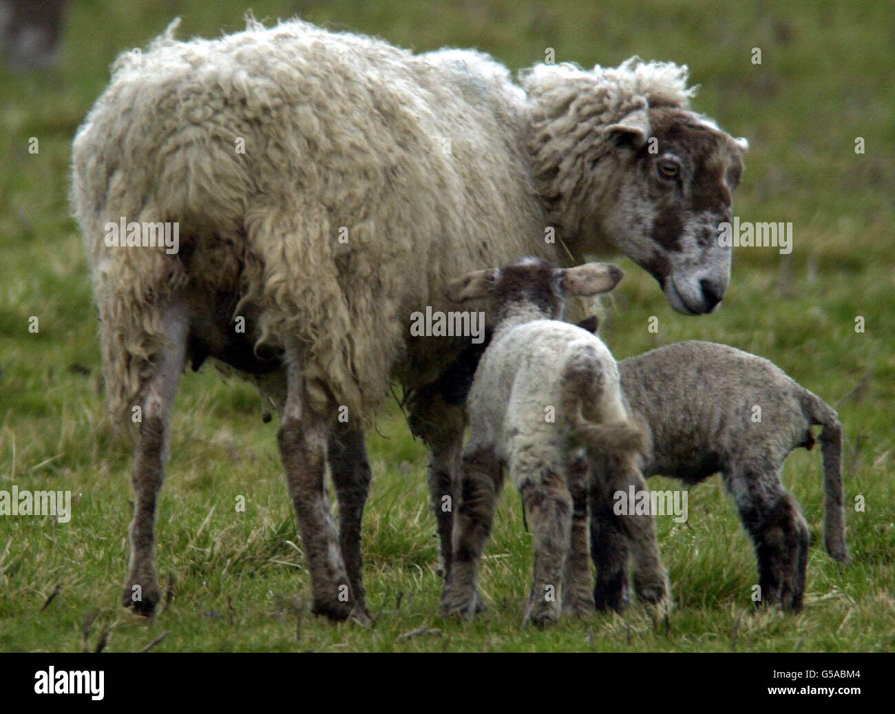 Una pecora e i suoi agnelli nella fattoria di primavera a Cold Overton, Rutland, che può affrontare lo sterminio alla luce di nuove misure preventive per l'afta epizootica. Foto Stock