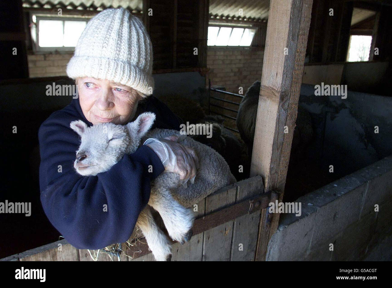 Piedi & bocca rare di macellazione di ovini minaccia Foto Stock