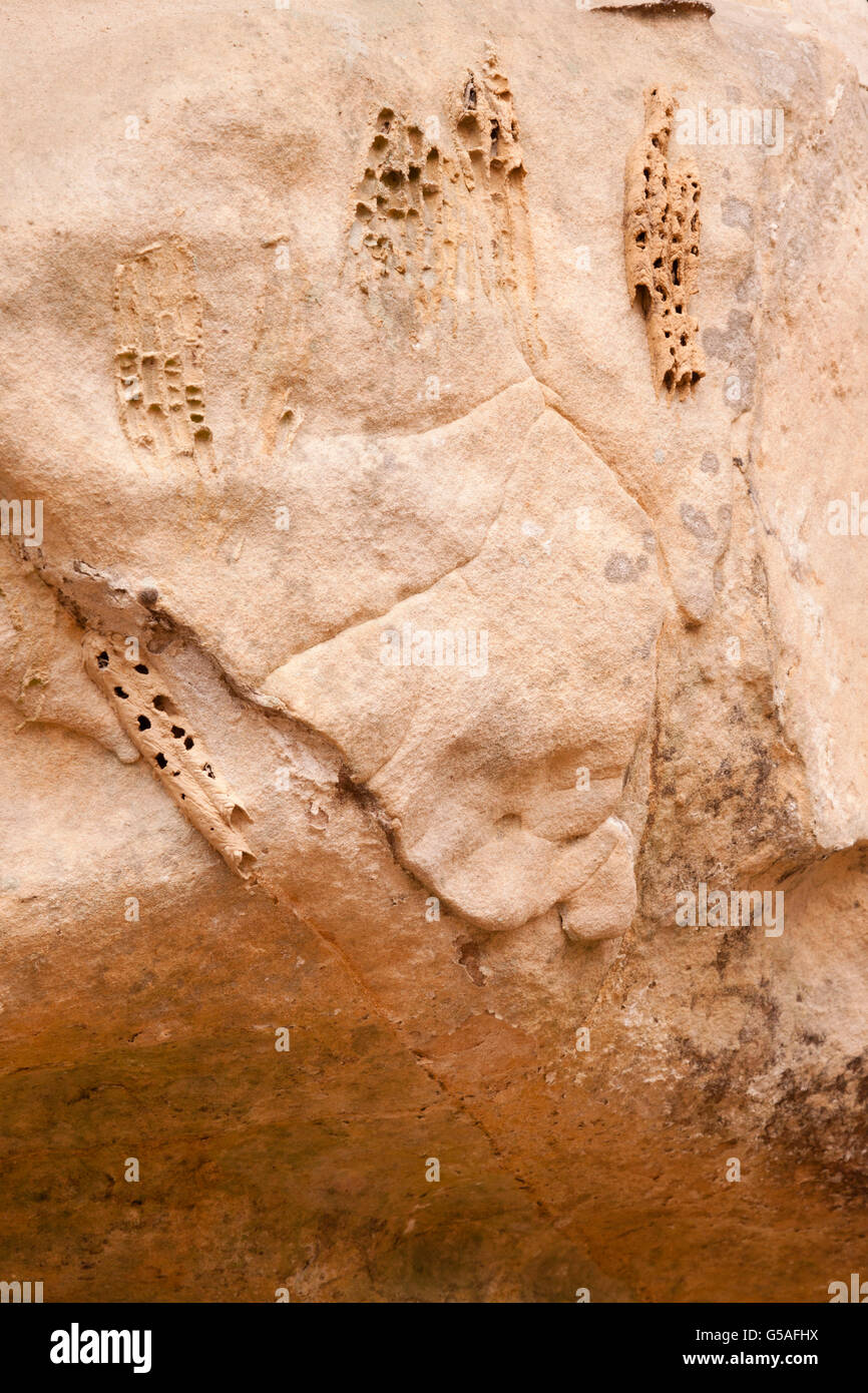 Fossili preistorici trovati nella Shawnee National Forest Foto Stock