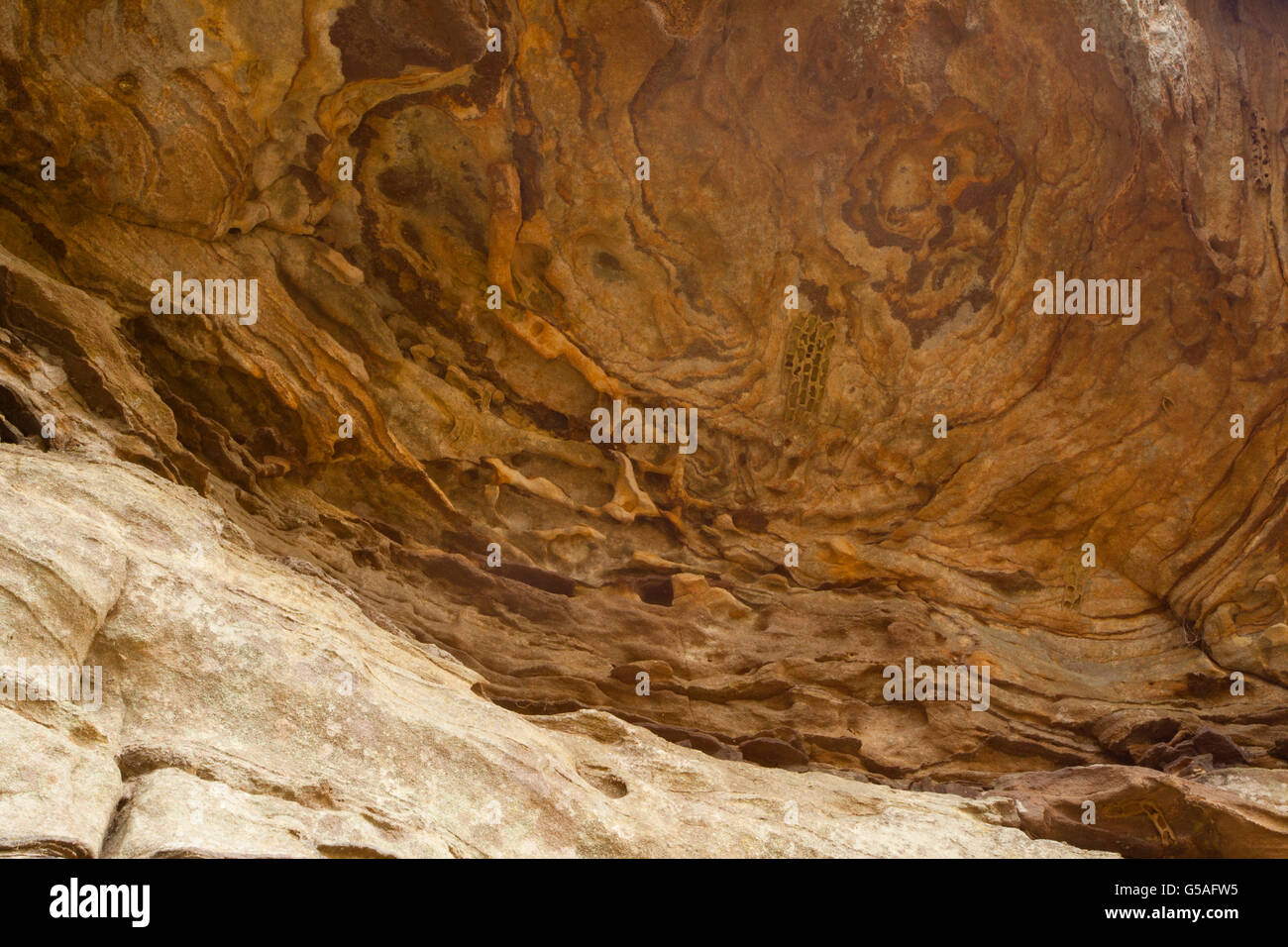 Fossili preistorici trovati in una grotta a Shawnee National Forest Foto Stock
