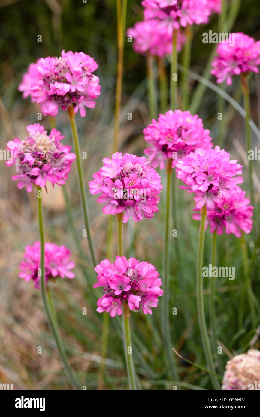 Fiore rosa capi della parsimonia, Armeria maritima, un comune impianto costiera nel Regno Unito Foto Stock