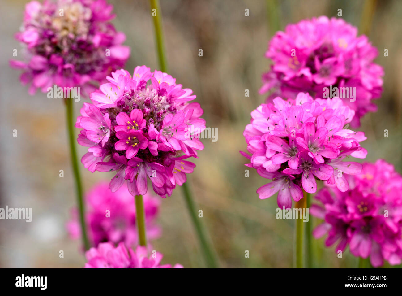 Fiore rosa capi della parsimonia, Armeria maritima, un comune impianto costiera nel Regno Unito Foto Stock