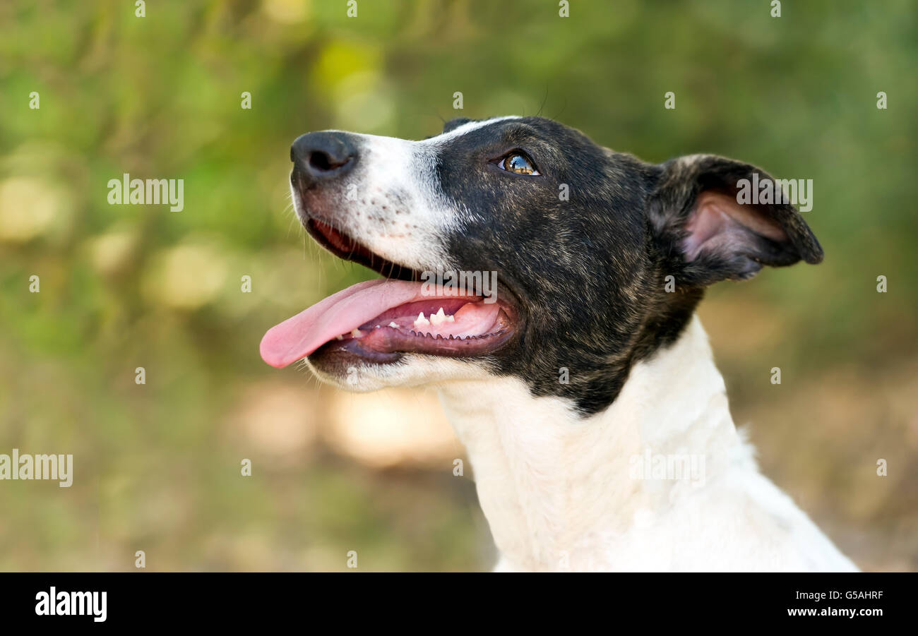 Cane felice è un ingrandimento di un simpatico cane con un entusiasta espressione felice di essere all'esterno. Foto Stock