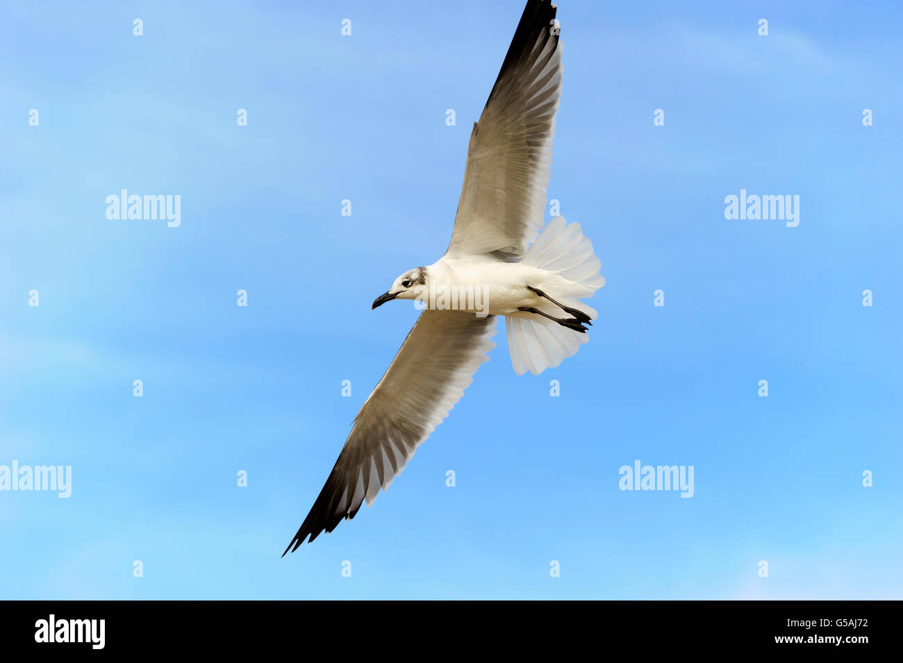 Seagull è una bella seagull diffondere le sue ali e volare contro un vibrante blu cielo. Foto Stock