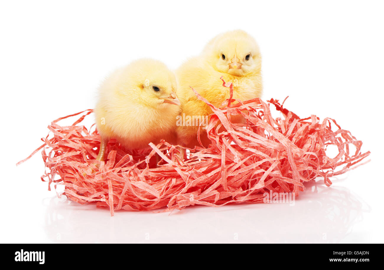 Due piccoli polli giallo in carta rosa nest isolati su sfondo bianco Foto Stock