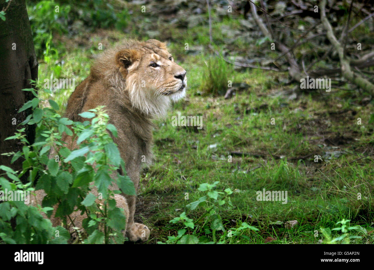 Lion allo Zoo di Edimburgo Foto Stock