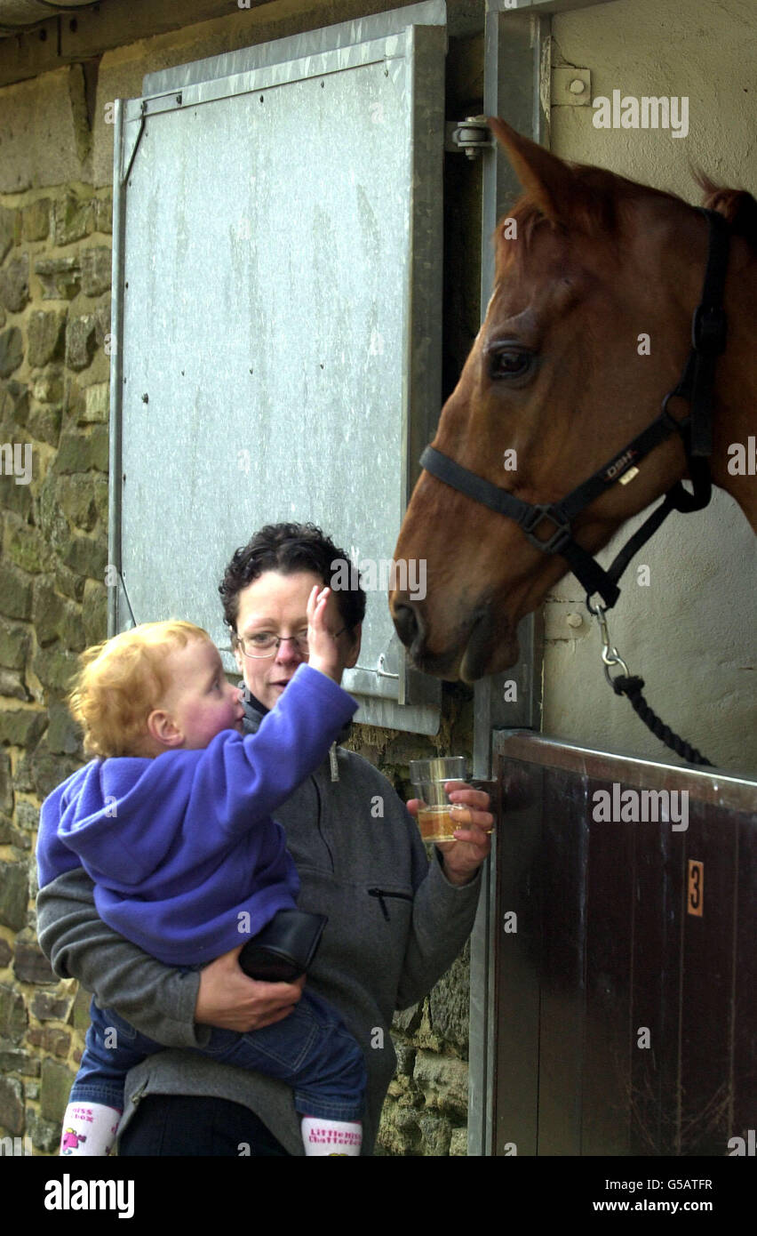 Un giovane ammiratore si congratula con Red Marauder, presso la Brancepeth Manor Farm a Brancepeth, nella contea di Durham. Il colpo del 33-1 che ha vinto il Grand National è tornato alle scuderie del proprietario Norman Mason dove era tornato la notte scorsa intorno alle 22:00. Foto Stock