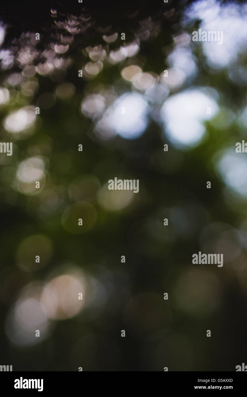 De-forma focalizzato la sfocatura bokeh luce della foresta Foto Stock