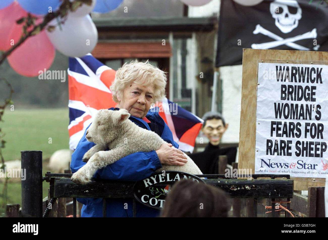 Moira Linaker di Warwick Bridge, vicino a Carlisle, tiene una delle sue rare pecore Ryeland sul cancello della sua fattoria accanto a un tabellone del giornale, un cranio e ossa incrociate e una caricatura del capo del primo ministro britannico Tony Blair. * vive nella zona di Cumbria dove diverse centinaia di migliaia di pecore non infette vengono macellate e sepolte nel tentativo di fermare la diffusione dell'afta epizootica. Alcuni agricoltori sostengono che la vaccinazione contro la malattia è più efficace dell'attuale politica di macellazione degli animali non colpiti. Foto Stock
