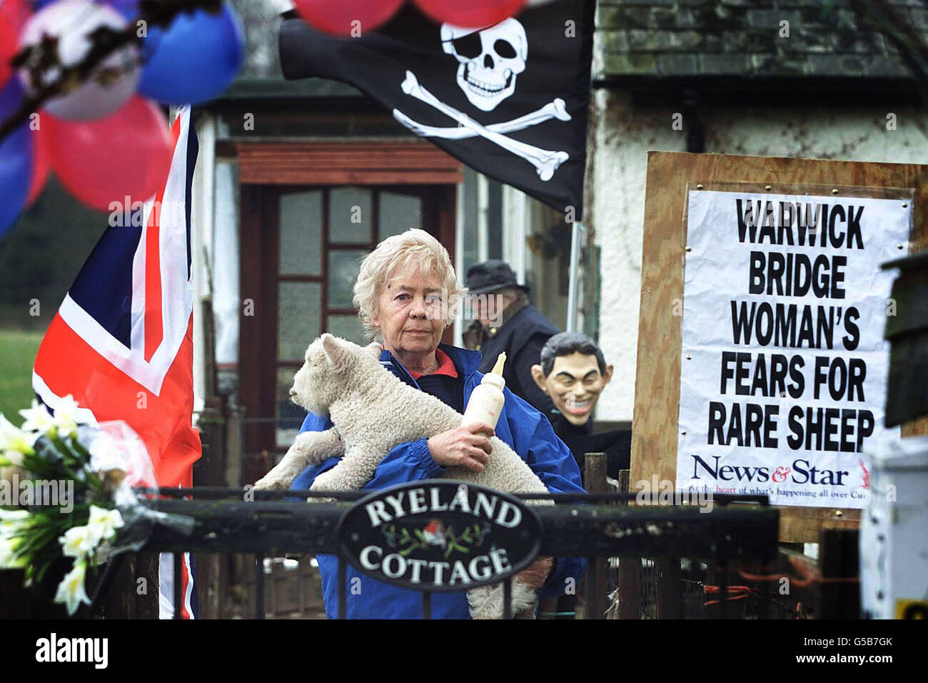 Moira Linaker di Warwick Bridge, vicino a Carlisle, tiene una delle sue rare pecore Ryeland sul cancello della sua fattoria accanto a un tabellone del giornale, un cranio e ossa incrociate e una caricatura del capo del primo ministro britannico Tony Blair. * vive nella zona di Cumbria dove diverse centinaia di migliaia di pecore non infette vengono macellate e sepolte nel tentativo di fermare la diffusione dell'afta epizootica. Alcuni agricoltori sostengono che la vaccinazione contro la malattia è più efficace dell'attuale politica di macellazione degli animali non colpiti. Foto Stock