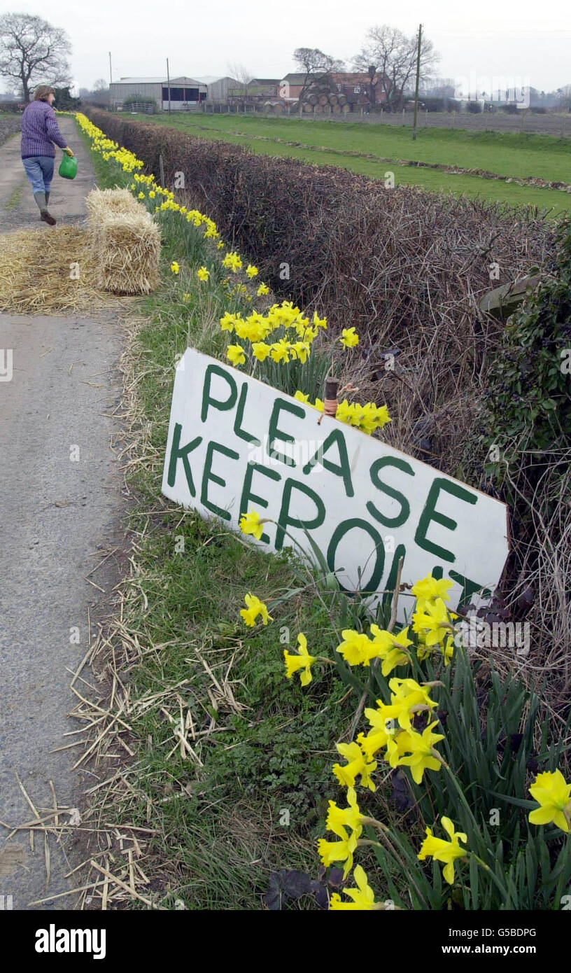 I narcisi, i disinfettanti e i campi vuoti introdurono la nuova primavera in migliaia di aziende agricole in tutto il Regno Unito. Con i segni di tenere fuori che litterano la campagna e le fattorie come questo vicino York mantenere le loro barriere disinfettanti * ... per cercare di prevenire la diffusione di afta epizootica. Foto Stock