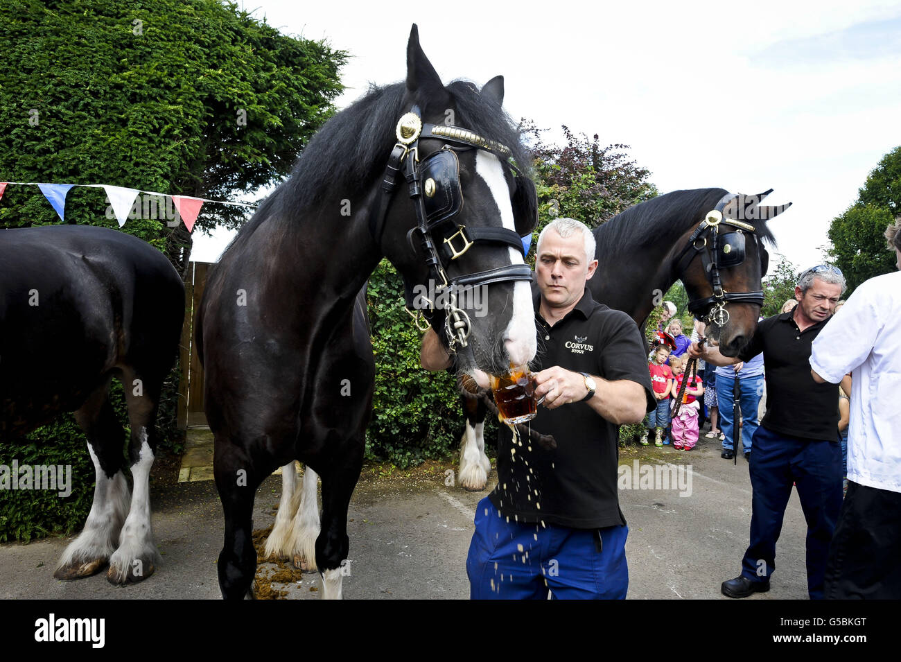 Monty, il cavallo shire gulps una pinta di birra fuori del Raven Inn a Poulshot, Wiltshire come inizia la sua vacanza annuale di due settimane. Monty, un cavallo della fabbrica di birra Wadworth funzionante, che insieme ai suoi compagni cavalli da dray Prince e Max consegna birra ai pub del Wiltshire tutto l'anno. Tutti i cavalli sono dati una pinta di birra prima di essere liberati nei campi locali per la loro vacanza di due settimane dalla fabbrica di birra, che stanno impiegando cavalli di shire per più di 100 anni per trasportare le birre ai pub locali. Prince, Monty e Max sono tre degli ultimi shire ancora in attività rimasti nel settore della produzione di birra del Regno Unito. Foto Stock