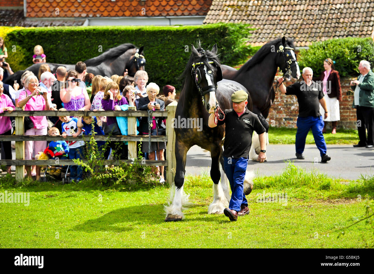 I cavalli Shire sono condotti dal Raven Inn, Poulshot, Wiltshire, dopo aver dato una pinta di birra, mentre iniziano la loro vacanza annuale di due settimane. I cavalli della fabbrica di birra Wadworth in funzione trasportano birra ai pub Wiltshire tutto l'anno. Viene data una pinta di birra prima di essere rilasciata nei campi locali per le loro vacanze di due settimane dalla fabbrica di birra, che utilizza cavalli shire per più di 100 anni per consegnare birre ai pub locali. Prince, Monty e Max sono tre degli ultimi shire ancora in attività rimasti nel settore della produzione di birra del Regno Unito. Foto Stock