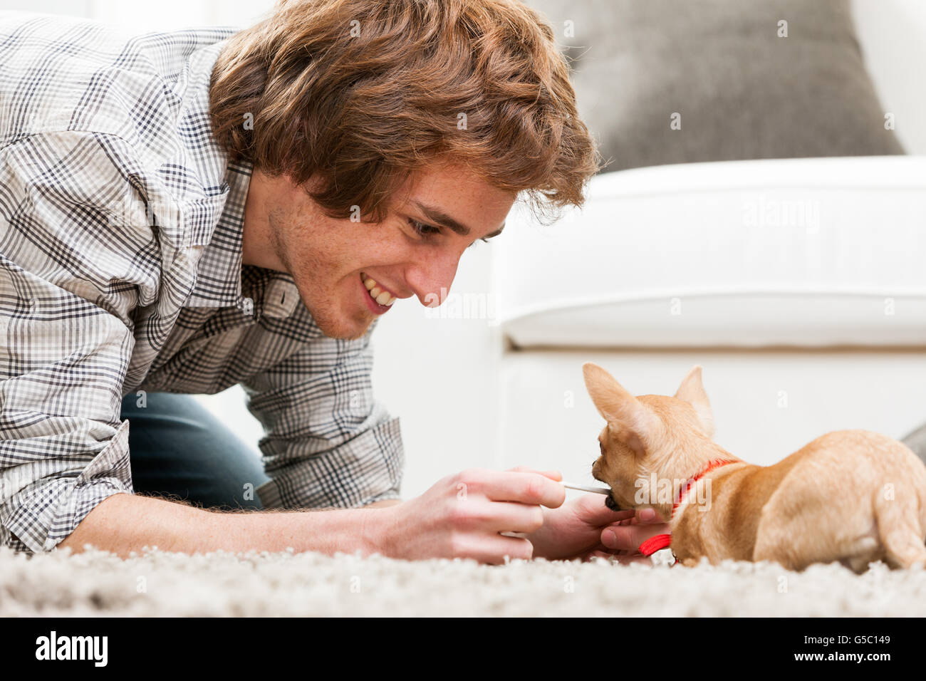 Sorridente giovane uomo giocando con un pet chihuahua accovacciato sul tappeto tenendo un cavo per il cane per afferrare e tirare, vicino u Foto Stock