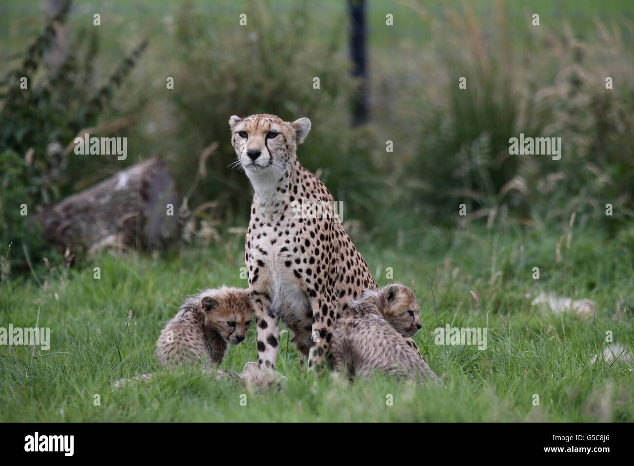 I cuccioli di ghepardo, di sette cuccioli, nati nel marzo 2012 allo Zoo di Whipsnade, Dunstable, nel Bedfordshire, con la loro madre Dubai, i cuccioli, furono i primi cuccioli di ghepardo settentrionali nati nel Regno Unito. Foto Stock