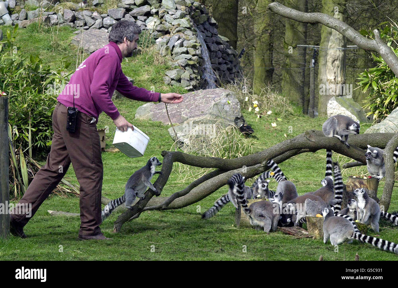 Un custode nutre i lemuri al Whipsnade Wild Animal Park nel Bedfordshire, 19 aprile 2001, il primo giorno della sua riapertura dopo la chiusura Iin fine febbraio come misura precauzionale durante lo scoppio dell'afta epizootica. *il Parco è stato ora aperto ai pedoni come i gestori dicono che non vi è stata alcuna nuova epidemia nelle vicinanze per un periodo prolungato. Foto Stock