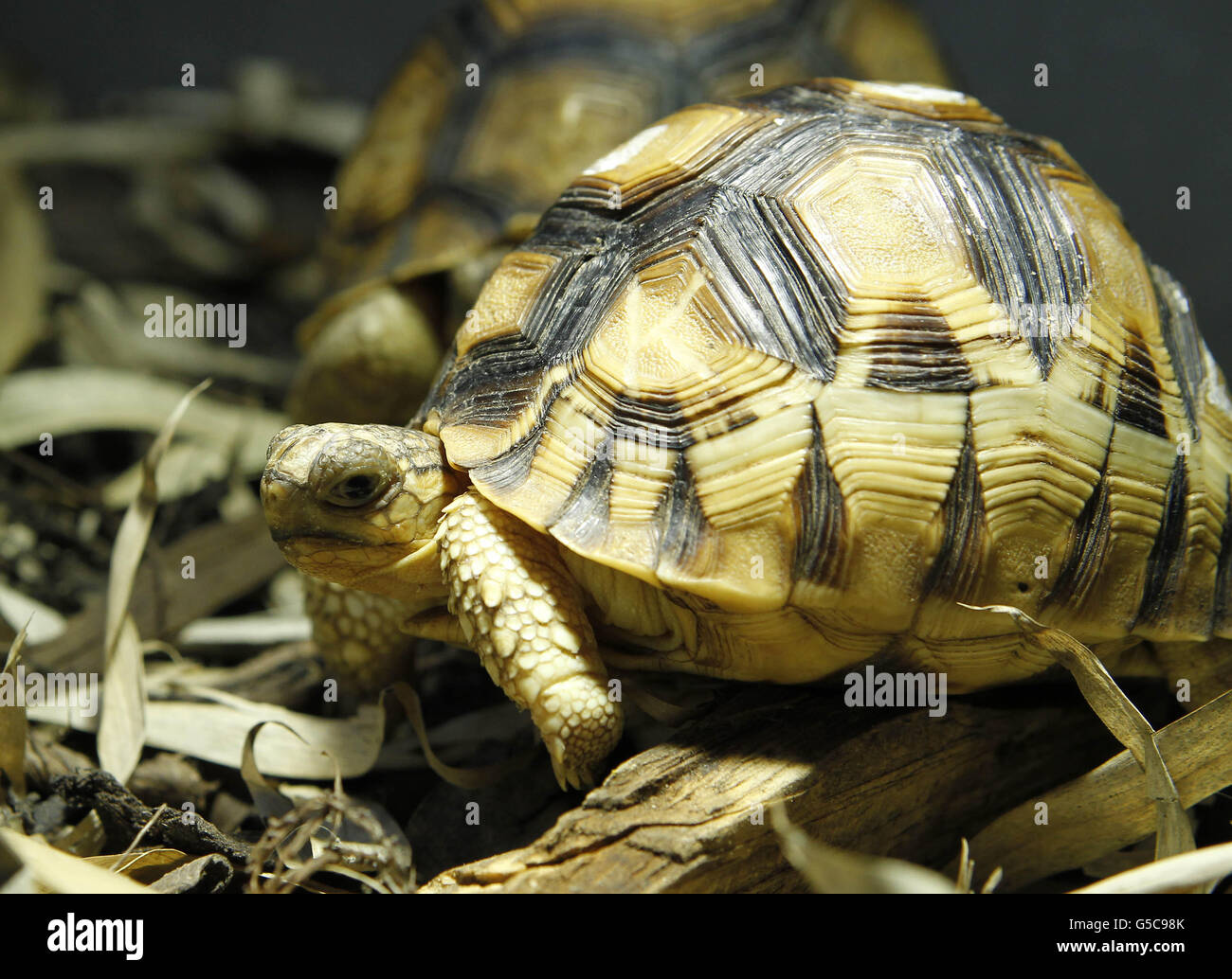 Una delle quattro tartarughe di palafitto una delle specie più minacciate del pianeta, allo zoo di Chester dopo essere state salvate da Hong Kong e inizierà il primo programma europeo di allevamento. Foto Stock