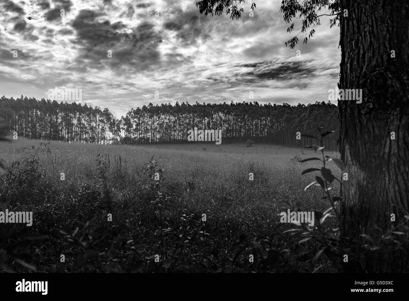 Alberi di eucalipto in Brasile foresta. Il suo utilizzato per l'industria della carta e gli altri Foto Stock