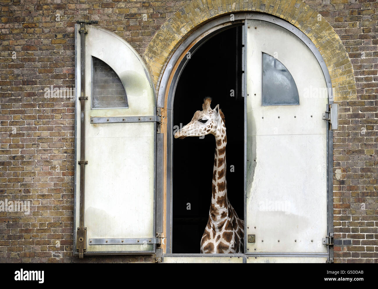 Lo Zoo di Londra annuali di pesare-in Foto Stock