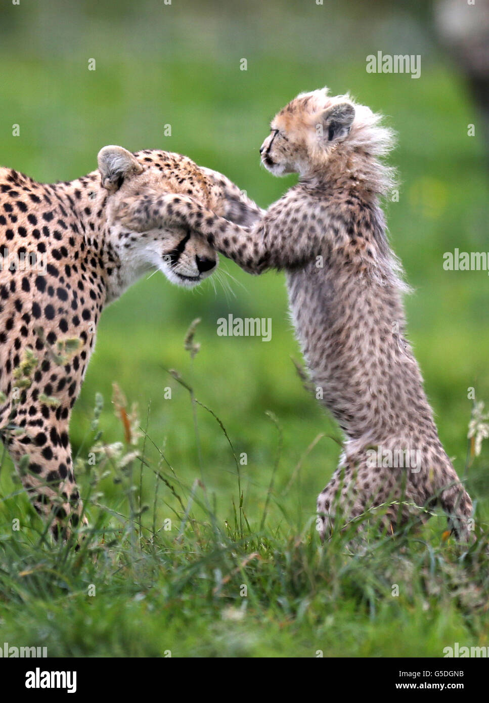 Uno dei sette cuccioli di ghepardo nati nel marzo 2012 allo zoo di Whipsnade, Dunstable, Bedfordshire, gioca con la madre Dubai, i cuccioli, sono stati i primi cuccioli di ghepardo nord nati nel Regno Unito. Foto Stock