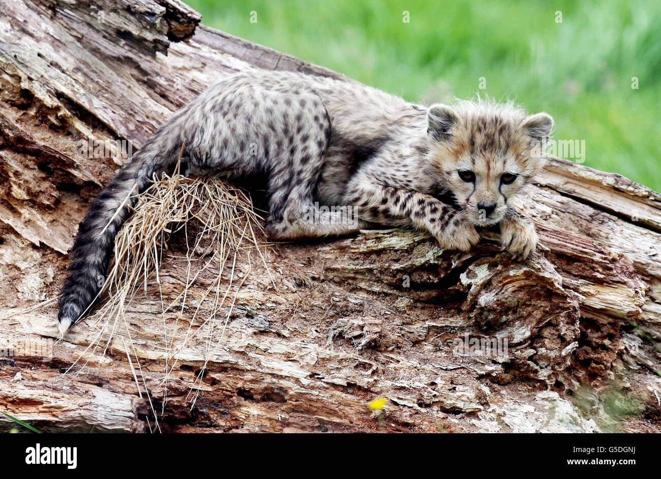 Lo Zoo Whipsnade cheetah cubs Foto Stock