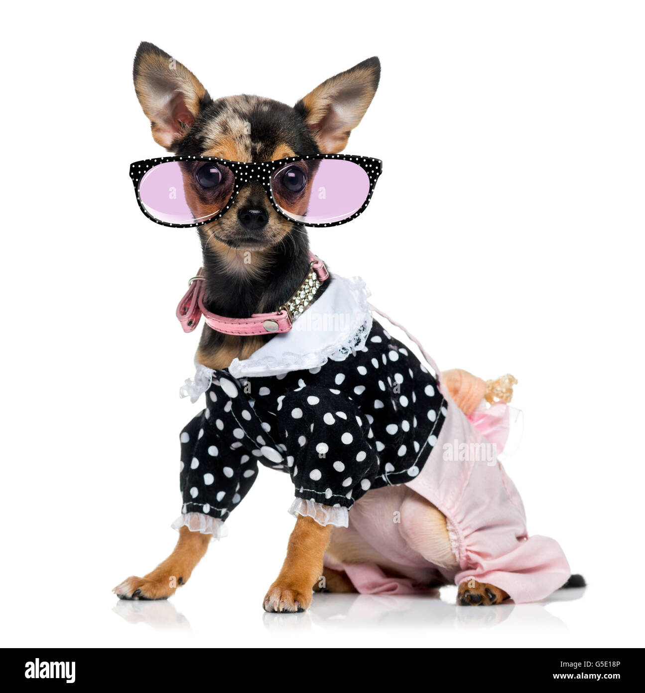 Vestito Chihuahua (1,5 anni) con gli occhiali Foto Stock