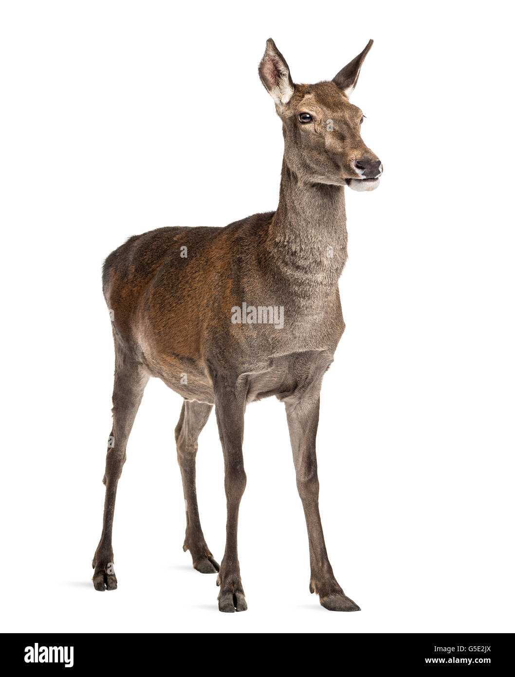 Femmina rosso cervo davanti a uno sfondo bianco Foto Stock