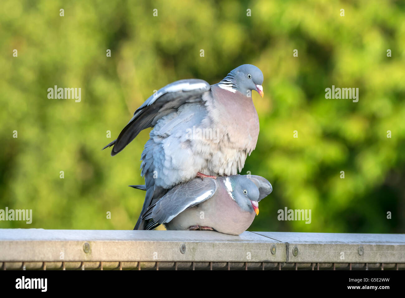 Due colombacci coniugata su una recinzione metallica nella foresta Foto Stock