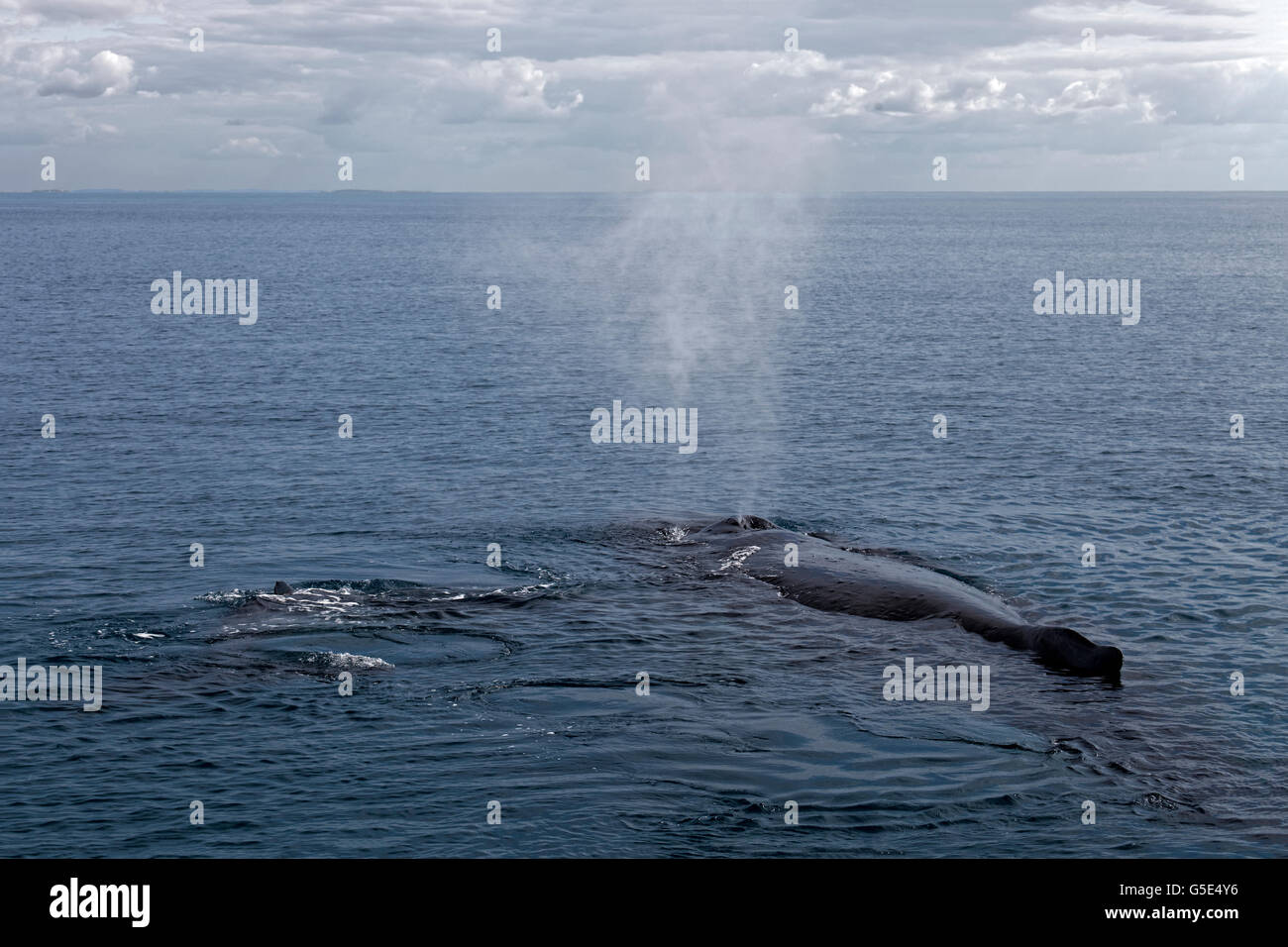 Humpback Whale (Megaptera novaeangliae), con foro di sfiato, diga con vitello sulla superficie del mare, Queensland, Pacifico, Australia Foto Stock