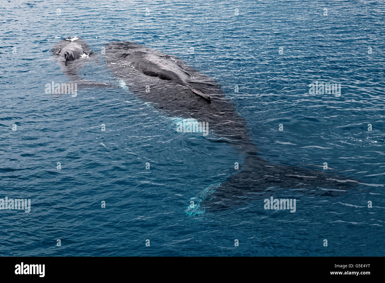 Humpback Whale (Megaptera novaeangliae), dam e vitello sulla superficie del mare, Queensland, Pacifico, Australia Foto Stock