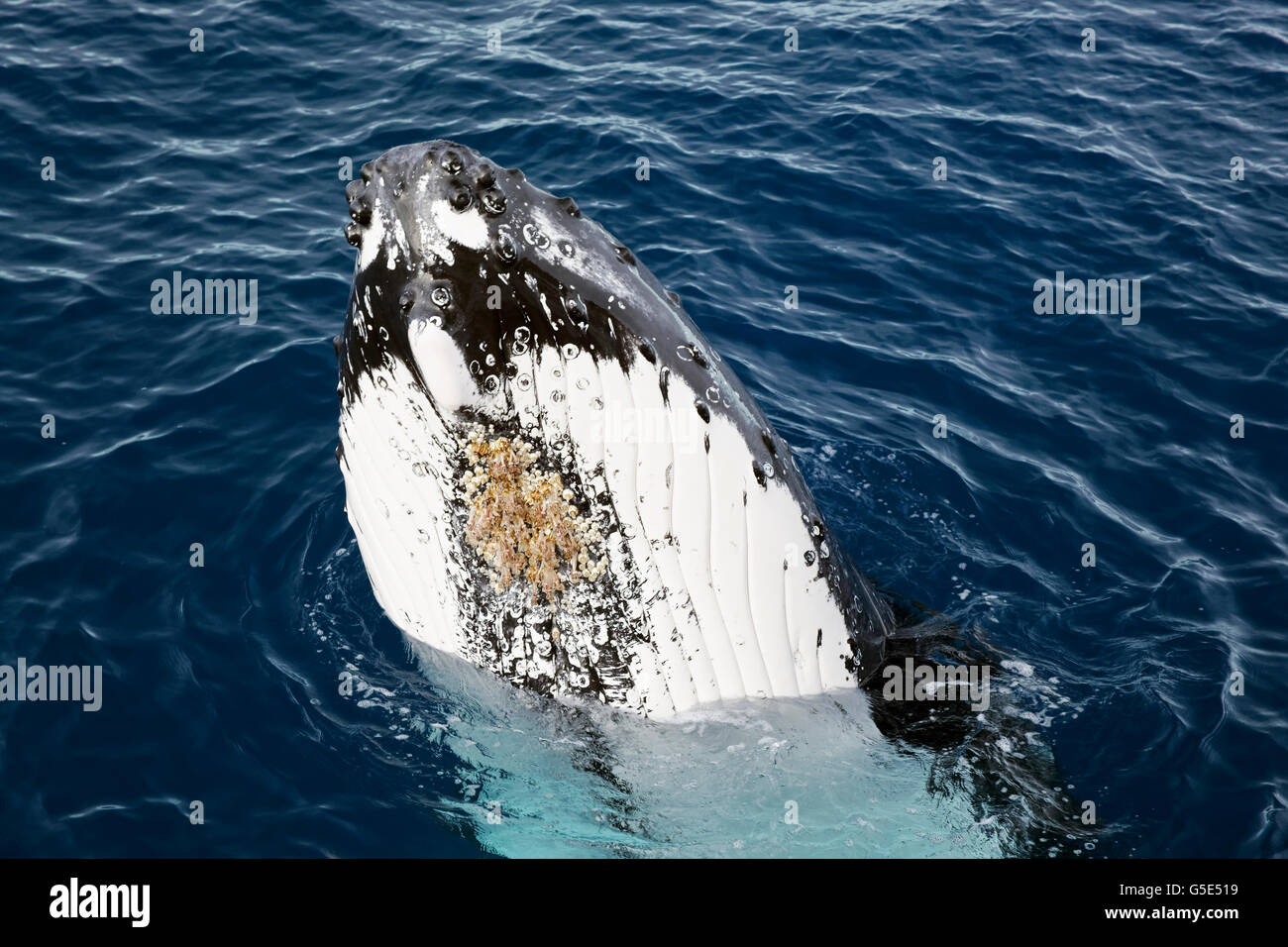 Humpback Whale (Megaptera novaeangliae), specie-specifico Spy-hopping, Queensland, Pacifico, Australia Foto Stock
