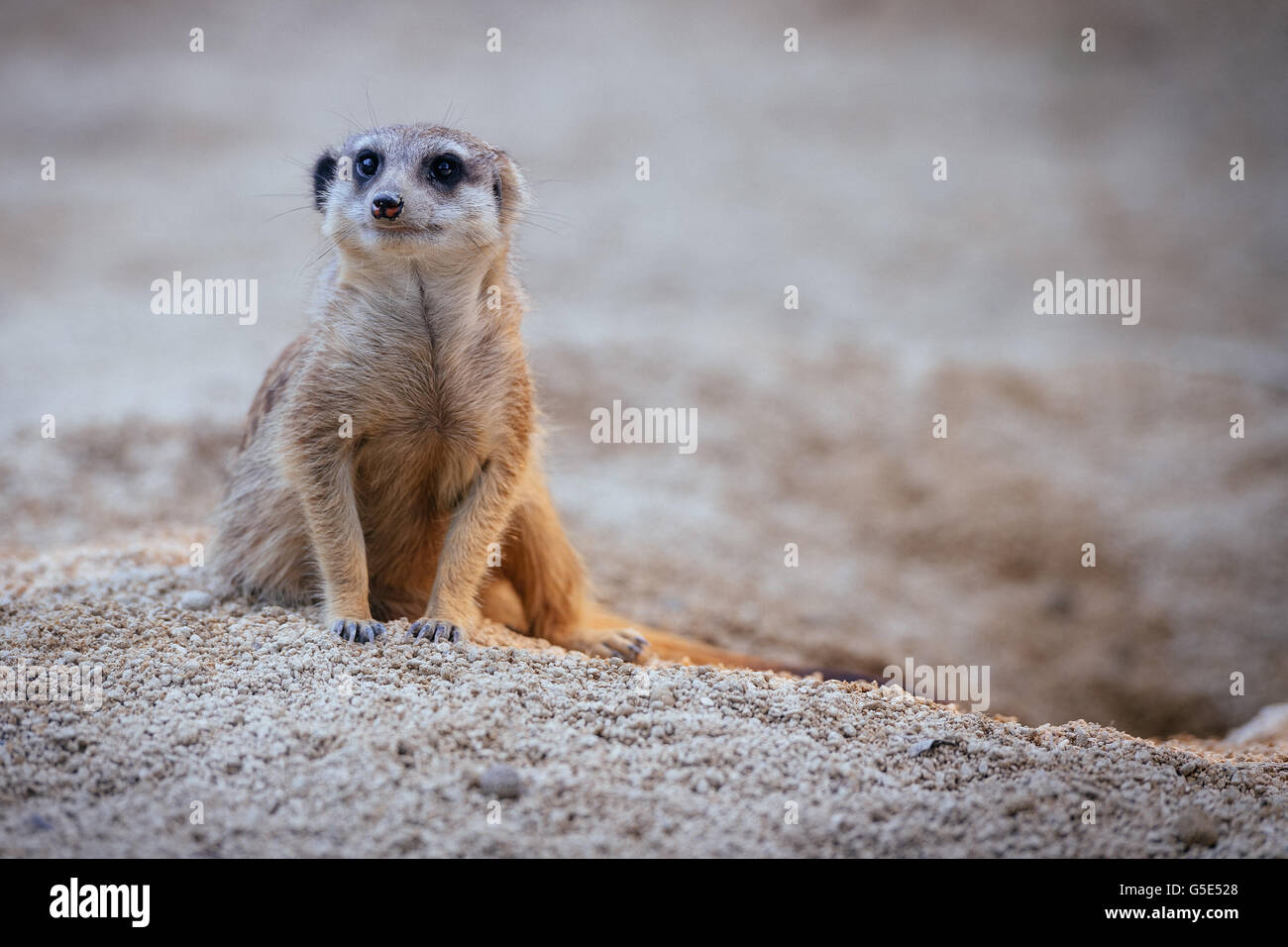 Curioso meerkat (suricata suricatta), captive, Stoccarda, Baden-Württemberg Foto Stock