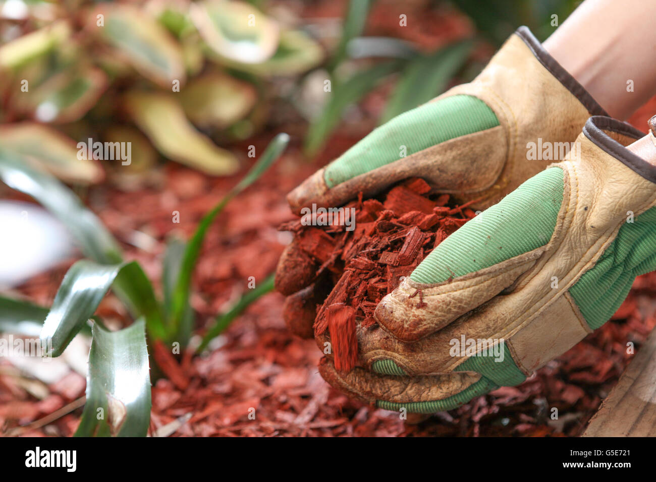 La pacciamatura il giardino con il cedro rosso di trucioli di legno Foto Stock