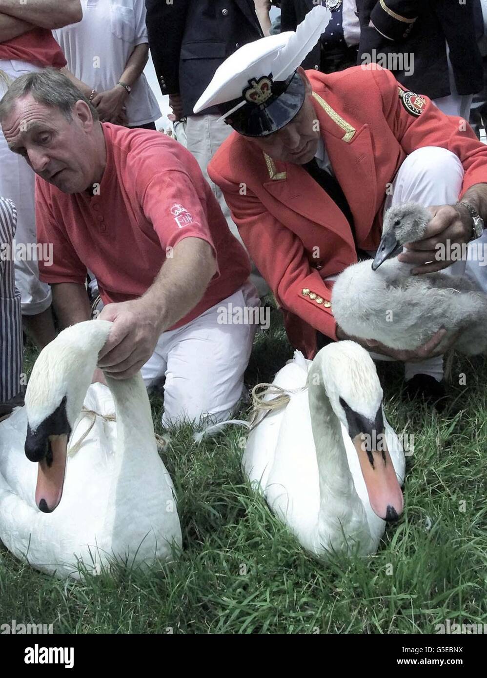 Alec Collins, il caposquadra della società regine di Swan tomaie, sinistra e David Barber, Sua Maestà il cigno di marker, controllare i cigni oltre prima che essi sono pesati e rilasciato sul Fiume Tamigi vicino a Marlow, Buckinghamshire, Inghilterra, mercoledì 18 luglio, 2001. A partire dal XII secolo, quando roast cigno era considerato una prelibatezza, i funzionari hanno andato 'swan-batte in volata,' cattura le leggiadre creature sollevandoli fuori dall'acqua per pesare, mark e cout. Oggi, i cigni non sono più consumati in grandi numeri e batte in volata i cigni è diventato più di un cerimoniale di censimento. (Foto di AP/Dave Caulkin) Foto Stock