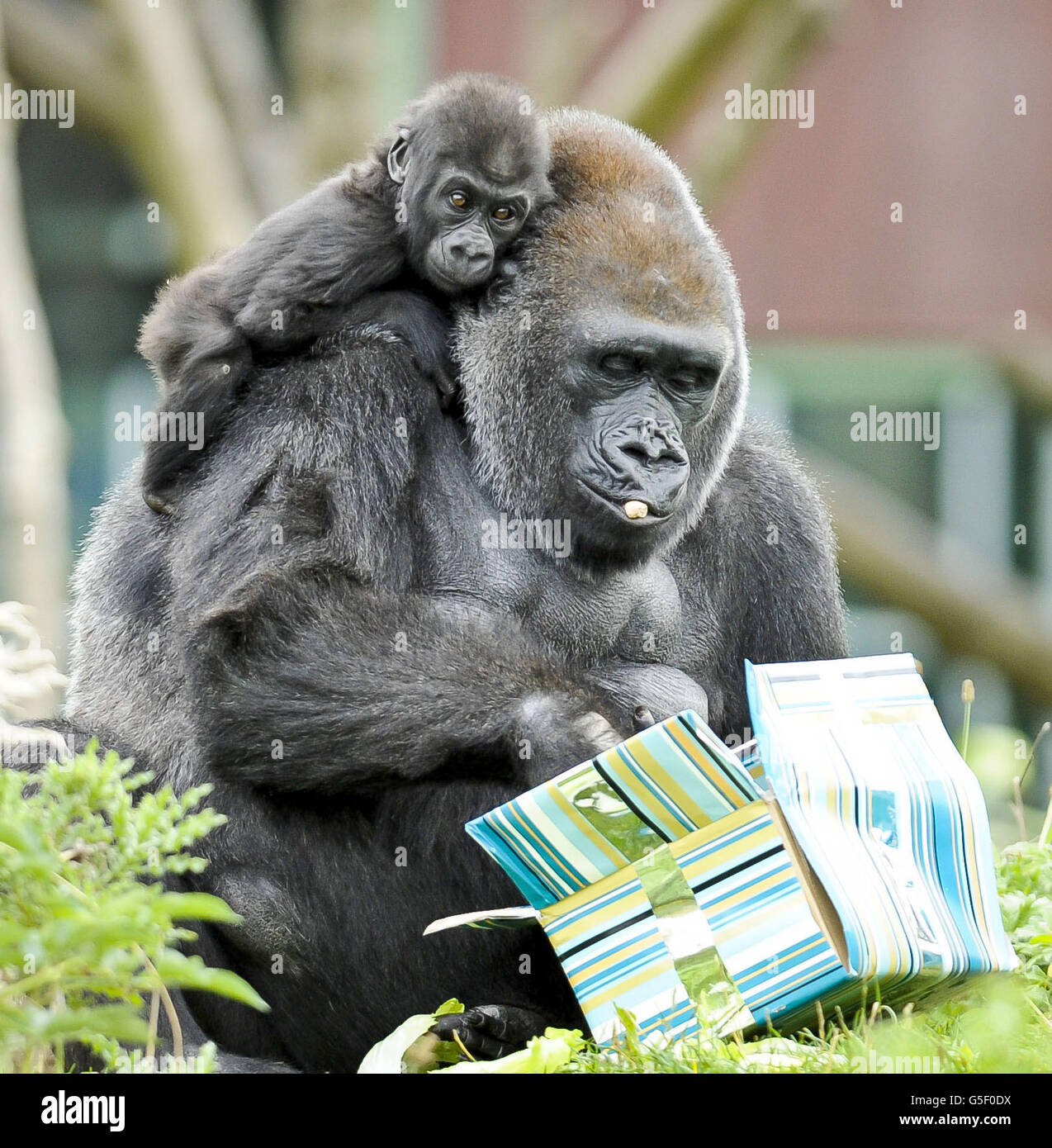 Kukena il gorilla della pianura occidentale del bambino si aggrappa alla sua mamma Salome mentre apre i regali avvolti del cibo mentre Kukena celebra il suo primo compleanno il 27 settembre ai giardini dello zoo di Bristol. Il piccolo Kukena è ancora piccolo, pesa circa 7 kg e si alza per circa 45 cm di altezza e ancora si aggrava alla sua mamma Salome, ma sta diventando più avventuroso come si sviluppa. Foto Stock