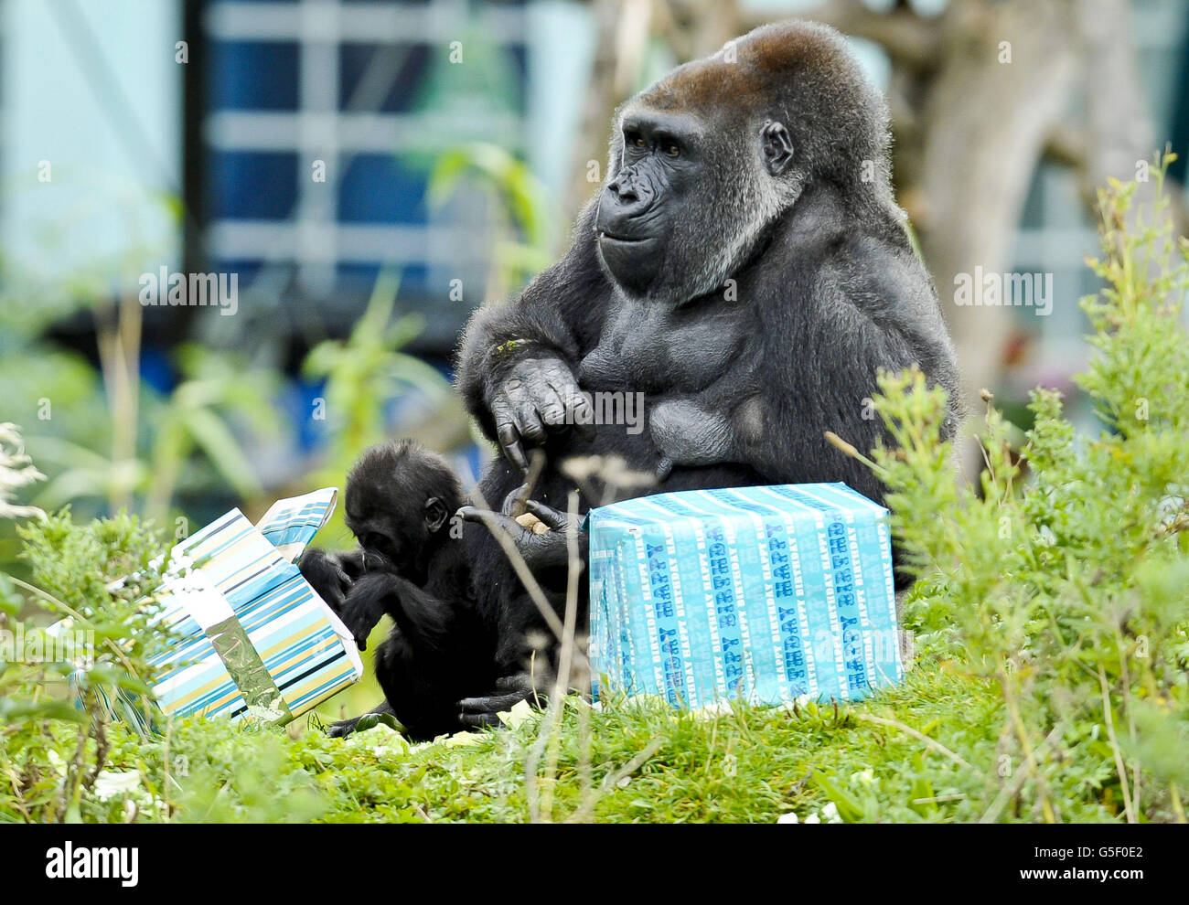Kukena il gorilla della pianura occidentale del bambino si aggrappa alla sua mamma Salome mentre apre i regali avvolti del cibo mentre Kukena celebra il suo primo compleanno il 27 settembre ai giardini dello zoo di Bristol. Il piccolo Kukena è ancora piccolo, pesa circa 7 kg e si alza per circa 45 cm di altezza e ancora si aggrava alla sua mamma Salome, ma sta diventando più avventuroso come si sviluppa. Foto Stock