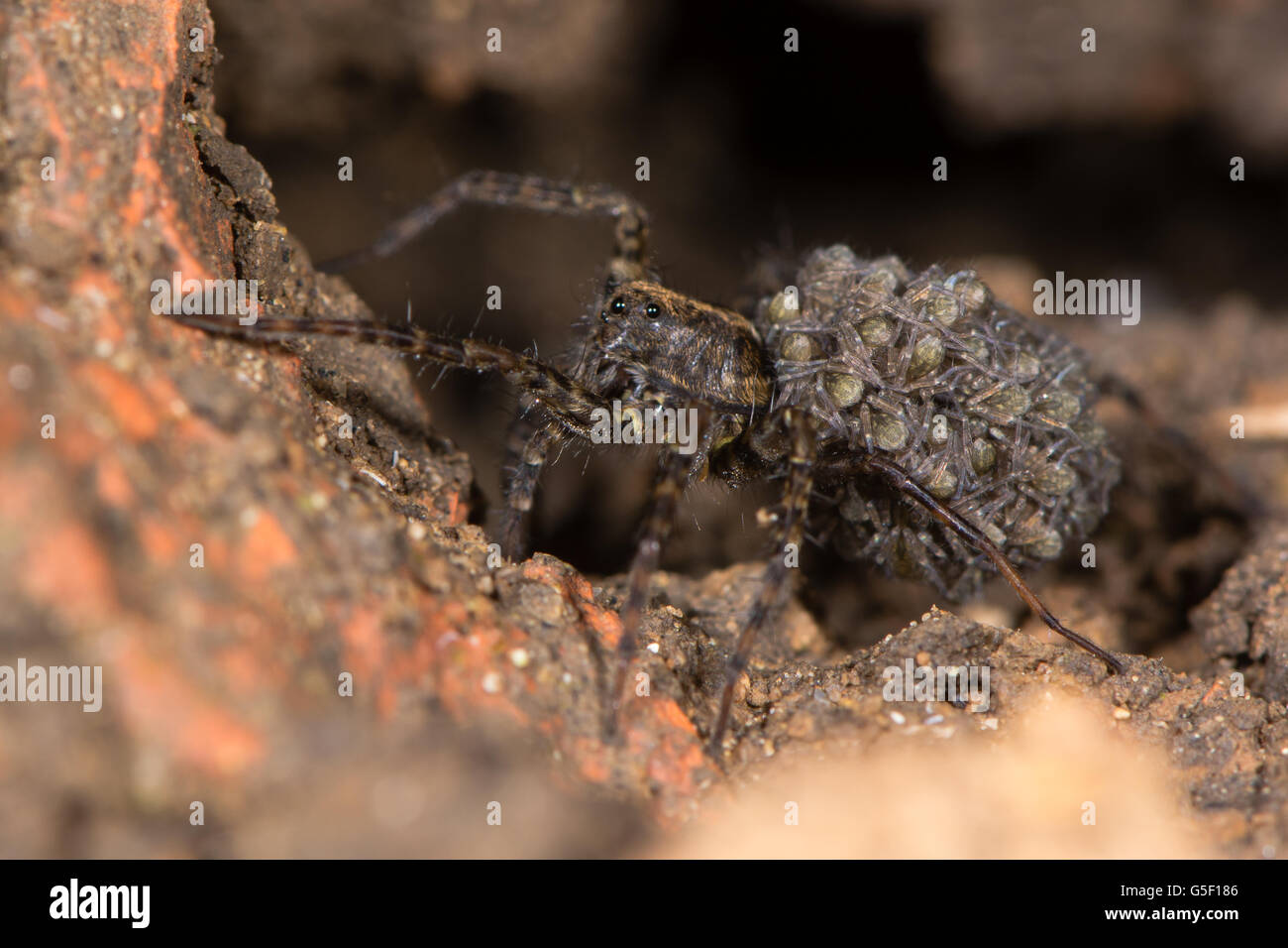 Wolf spider (Pardosa sp.) con spiderlings. Ragno femmina che porta i giovani sull'addome, nella famiglia Lycosidae Foto Stock