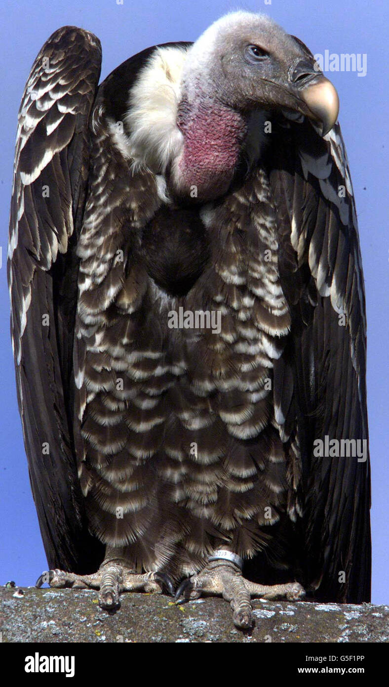 Avvoltoio evaso Foto Stock