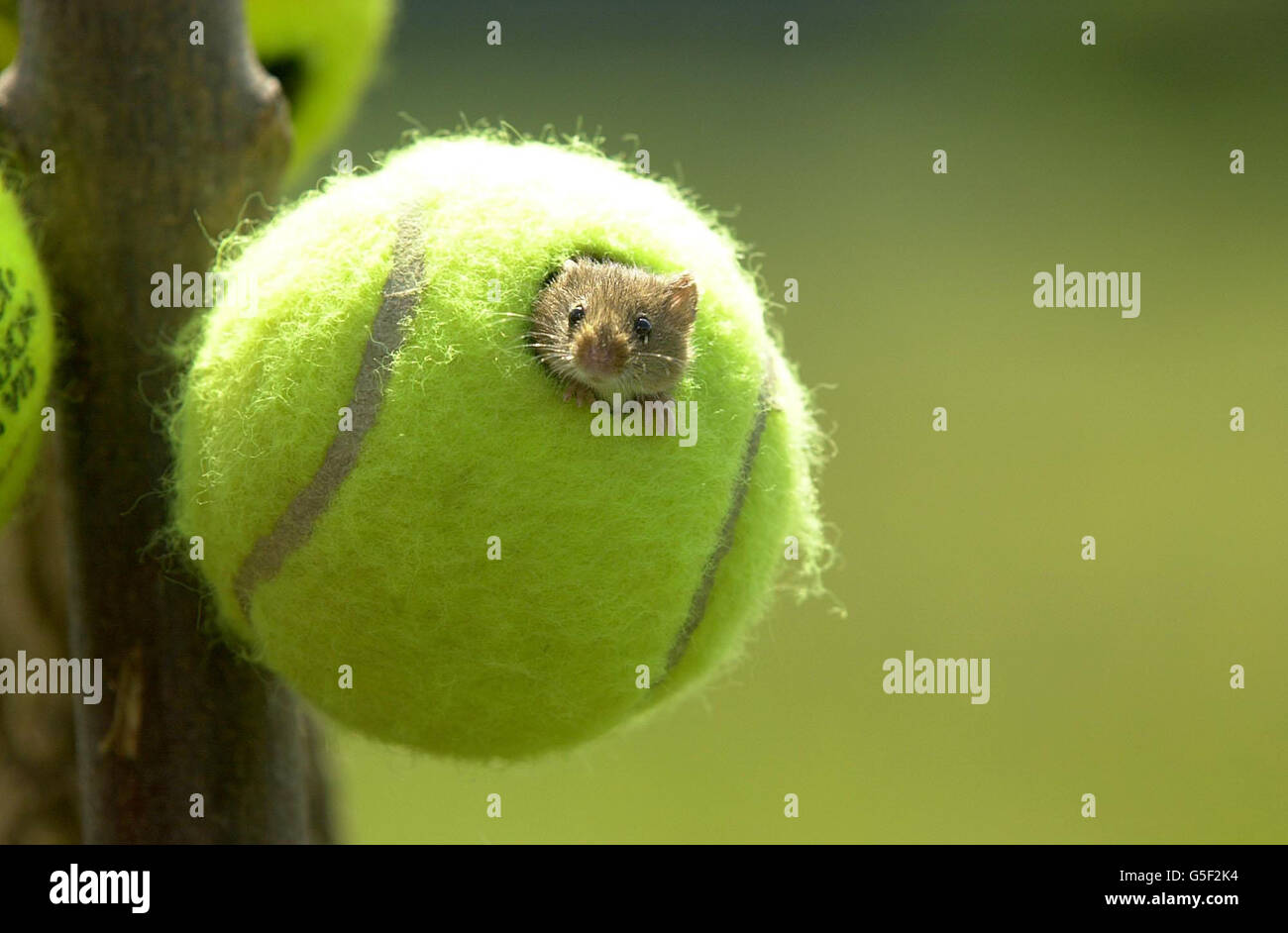 Tim' il mouse del raccolto a Bristol, trovando una nuova sede in una delle palle da tennis scartate di Wimbledon, che sono state donate al Wildlife Trust in Avon, Glamorgan e Northumberland dall'All England Lawn Tennis Club. * le palle saranno usate nel tentativo di aiutare la sopravvivenza di micromys minutus, il mammifero più piccolo della Gran Bretagna che pesa lo stesso di un pezzo di venti pence. Il piccolo roditore costruisce il suo nido sopra terra lontano da predatori su lunghi steli di erba in aree di vegetazione densa e reedbed, ma area adatta sono stati recentemente in declino a causa di metodi di agricoltura intensiva. Il Foto Stock
