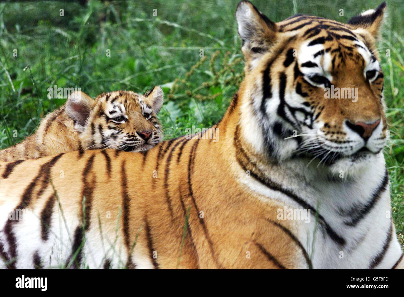Uno Tre Cuccioli Di Tigre Che Frustano Il Parco Degli Animali Selvatici uno-tre-cuccioli-di-tigre-che-frustano-il-parco-degli-animali-selvatici
